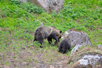 高山植物を食べるヒグマの親子（北海道・知床）
