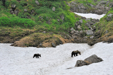 雪渓を歩くヒグマの親子（北海道・知床）
