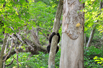 キノコを探して木に登るヒグマ（北海道・知床）
