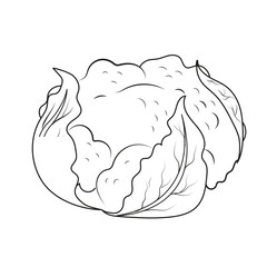 Cauliflower
