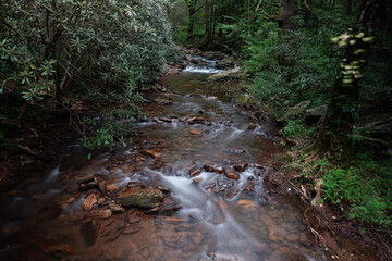 Water flows through a creek surrounded by the dense forest wilderness.