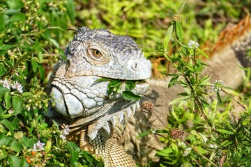Obraz premium lizard in the grass
