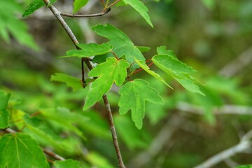 green leaves on a branch