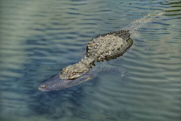 crocodile in the water