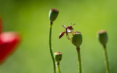 Wasp Takeoff