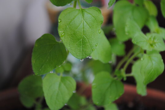 Close up of early morning dew drops on a small oregano leaf