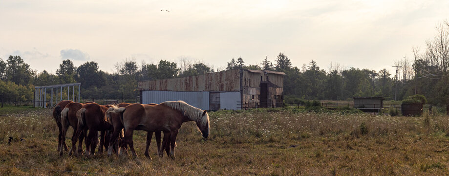 Horses on farm in front of barn, early morning, eating grass