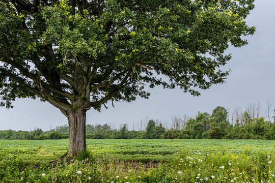 Single tree with meadow and trees on horizon. Left of centre.