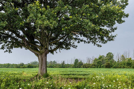 Single tree with meadow and trees on horizon