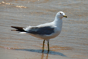 seagull on the beach