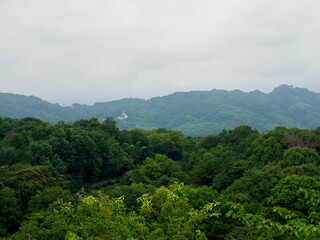 新緑の樹木の背景素材