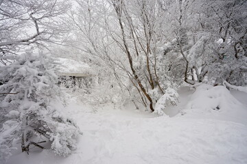 a snowy landscape of forest