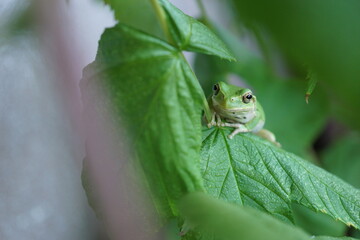 見つめるカエル
