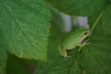 カエルのかくれんぼ