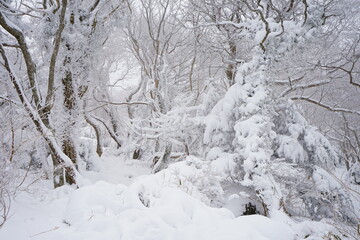 a snowy landscape of forest