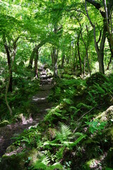 Fototapeta premium a refreshing spring forest with a path
