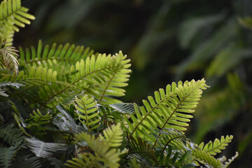 Resurrection Fern growing on an oak tree
