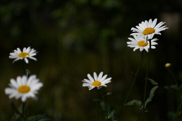 daisies in a field