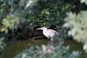 grey heron in the forest