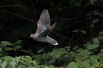 turtle dove in flight