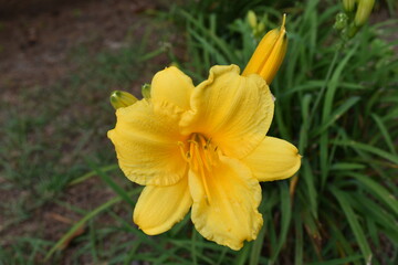 yellow daffodil flower