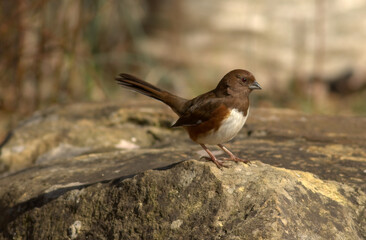 Towhee on a rock