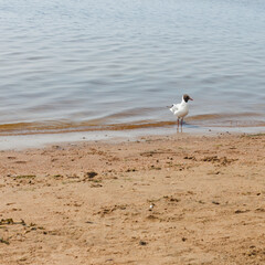 Seagull at Baltic Sea shore near Saint Petersburg, Russia.  Waves