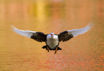 Duck in flight