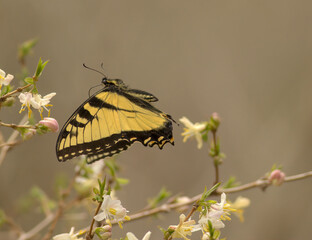 butterfly in flight © Ty Mcknight