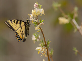 Butterfly on a flower