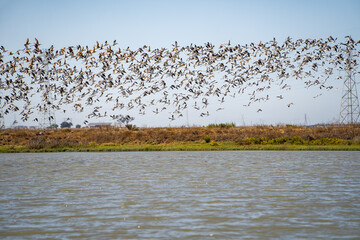 A large flock of American Avocets (Recurvirostra americana) takes off over the lake. 