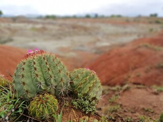 Image of desert in Tatacoa Colombia