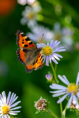 a butterfly sits on a lawn with flowers