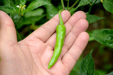 closeup the ripe green chilly with plant and leaves hold hand over out of focus green background.