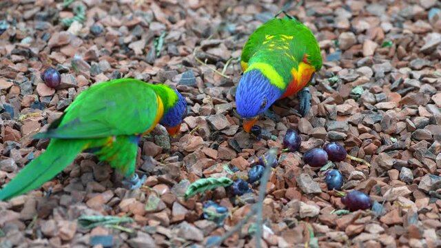 Close up shot of pretty colorful lori parrots pecking food of ground,slow motion