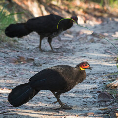 two bush turkeys on a path in the forest