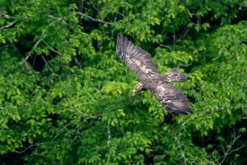 グリーンバックに獲物を探しながら悠然と飛ぶイヌワシ