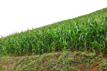 Green corn maize field growing on soil isolated on white background
