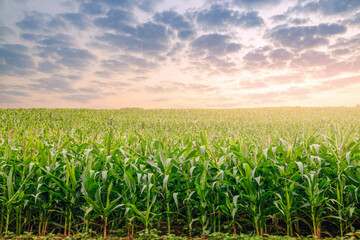 Green corn maize field in agricultural garden with beautiful  colorful sky