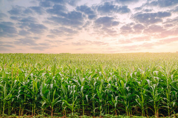 Fototapeta na wymiar Green corn maize field in agricultural garden with beautiful colorful sky