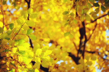 Naklejka na ściany i meble abstract autumn fall background leaves yellow nature october wallpaper seasonal