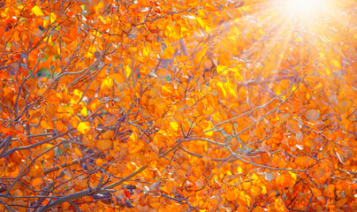 Multi colored autumn maple leaves on a tree branch with sun rays