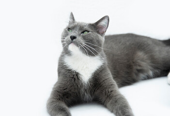 Gata gris posando acostada en fondo blanco gatita mascota descansando  mirando atentamente...