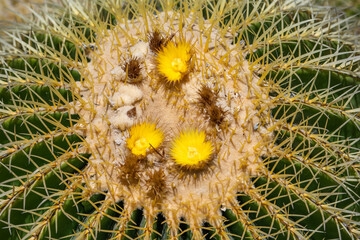 Echinocactus grusonii (Golden ball cactus). Close-up of cactus with yellow thorns and yellow flowers. 