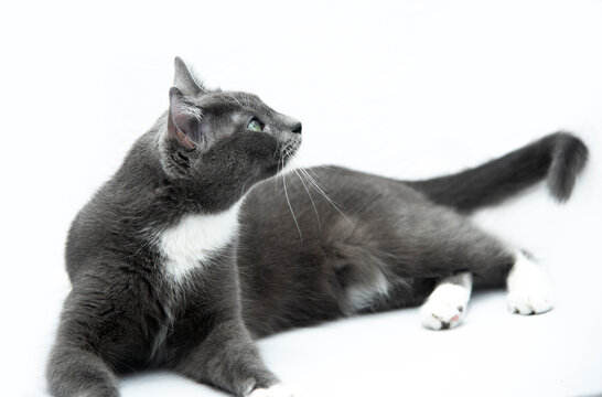 Gata gris posando acostada en fondo blanco gatita mascota descansando mirando hacia arriba de perfil close up