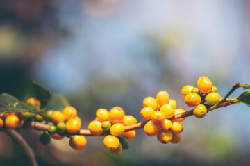 Yellow coffee bean berry plant fresh seed coffee tree growth in Yellow Bourbon eco organic farm. Close up yellow ripe seed berries harvest arabica coffee garden. Fresh coffee bean green leaf bush