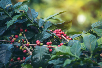 Fototapeta premium Ripe Red coffee bean berry plant fresh seed coffee tree growth in green eco organic farm. Close up red ripe seed robusta arabica berries harvest for coffee garden. Fresh coffee bean green leaf bush