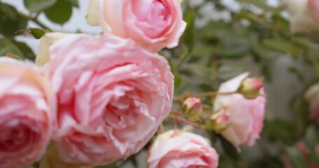 Close Up of Pink Roses Growing in the Breeze Outside with Panning Shot.