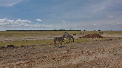 A group of zebras graze in the African savanna. The grass on the dry ground turned yellow. There are clouds in the blue sky. A summer day. Kenya. Amboseli Park