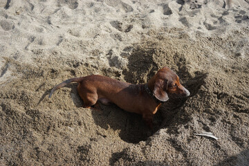 Dachshund dog buries himself in the sand on the beach